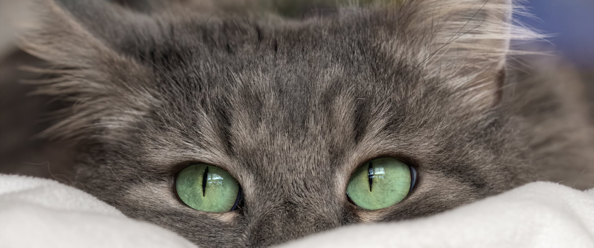 a long haired gray tabby with bright green eyes hiding its nose behind a white blanket