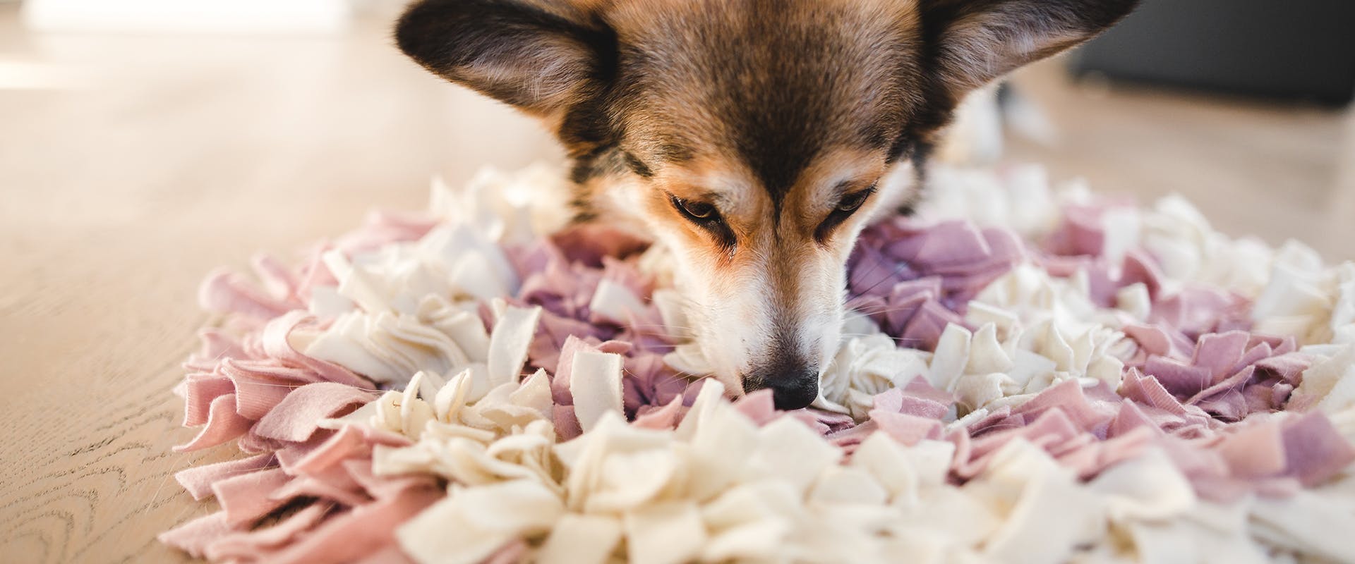 A dog searching for treats in a snuffle mat dog toy 