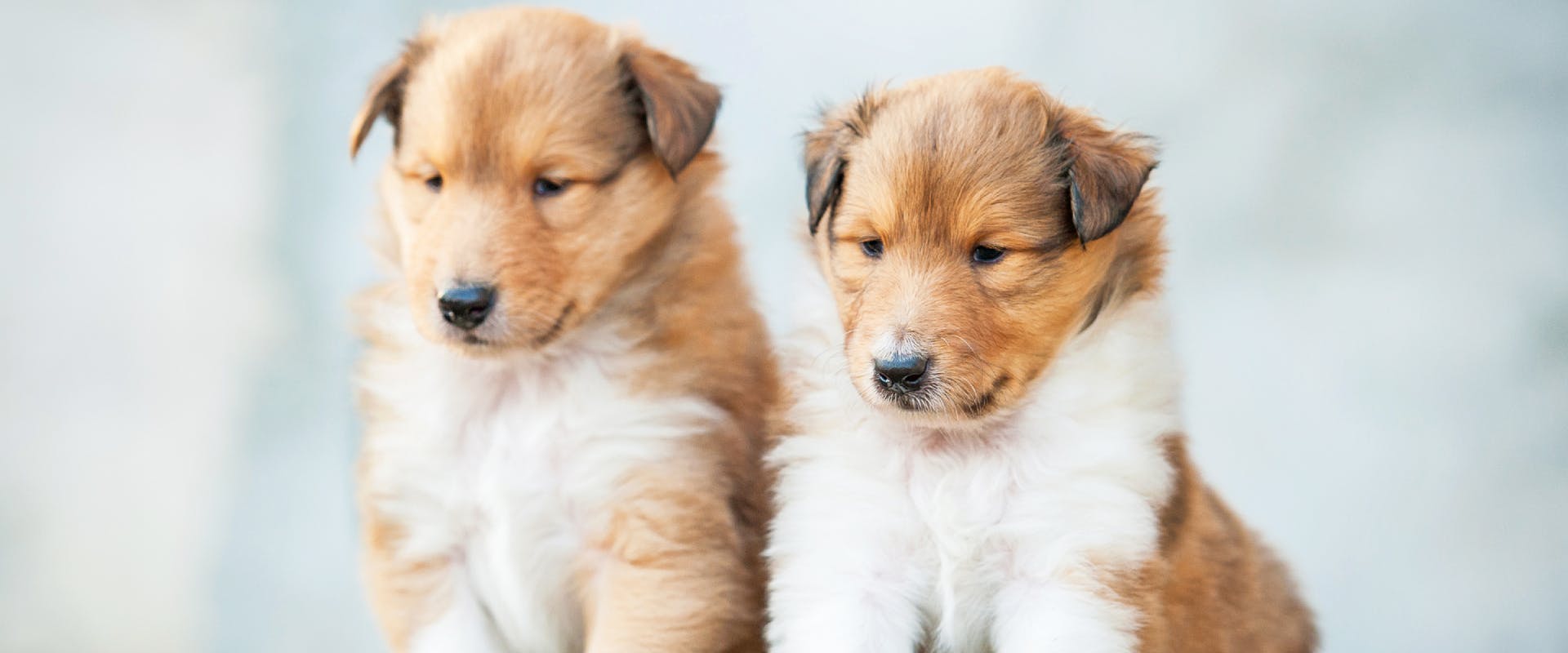 two sable coated rough collie puppies sat next to each other