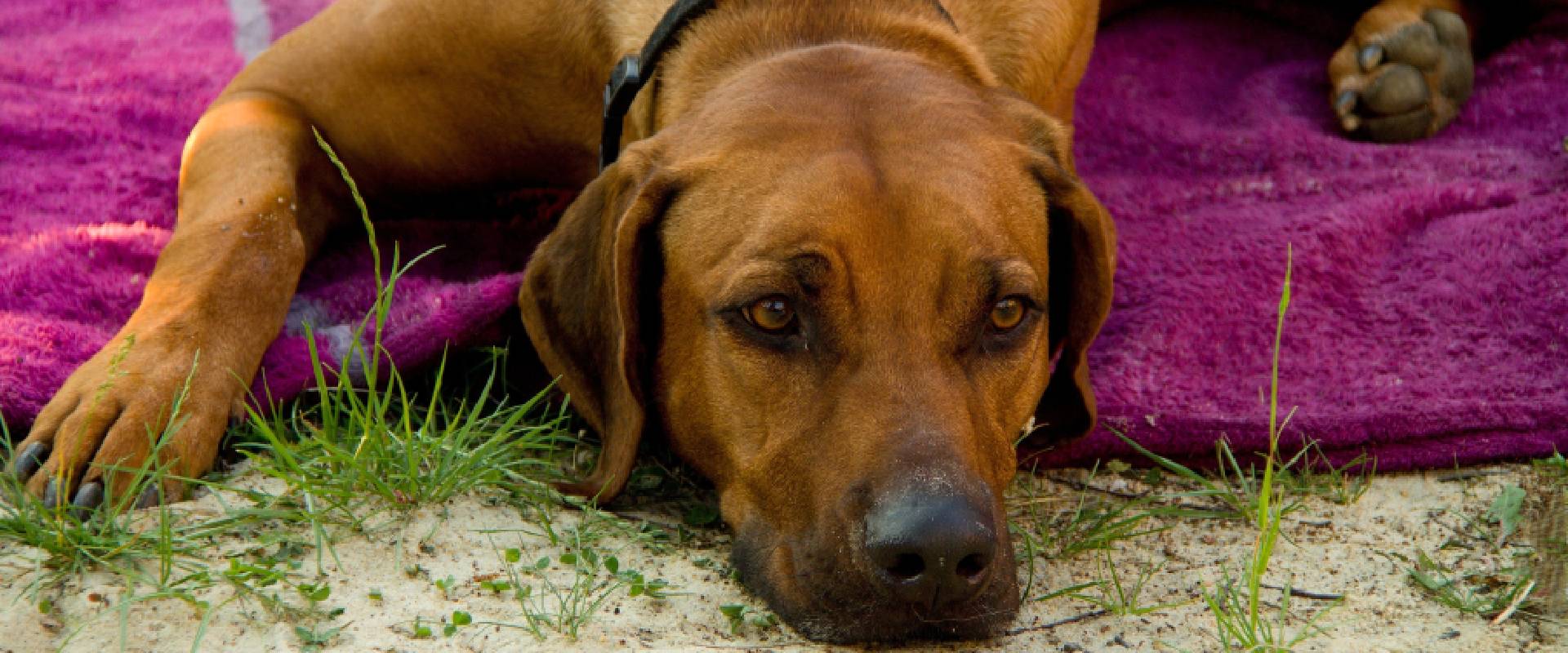 Rhodesian Ridgeback Puppies | TrustedHousesitters.com