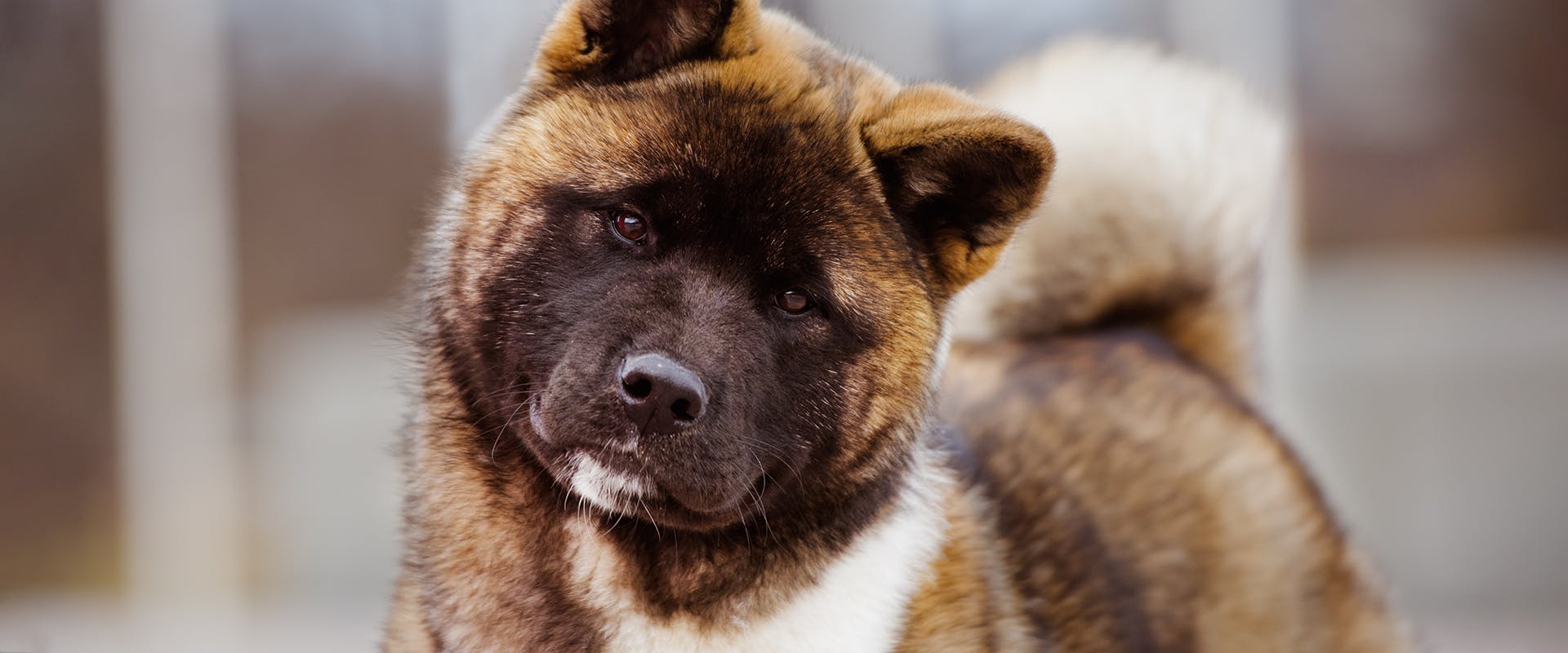 An American Akita with its head tilted, looking curiously at the camera