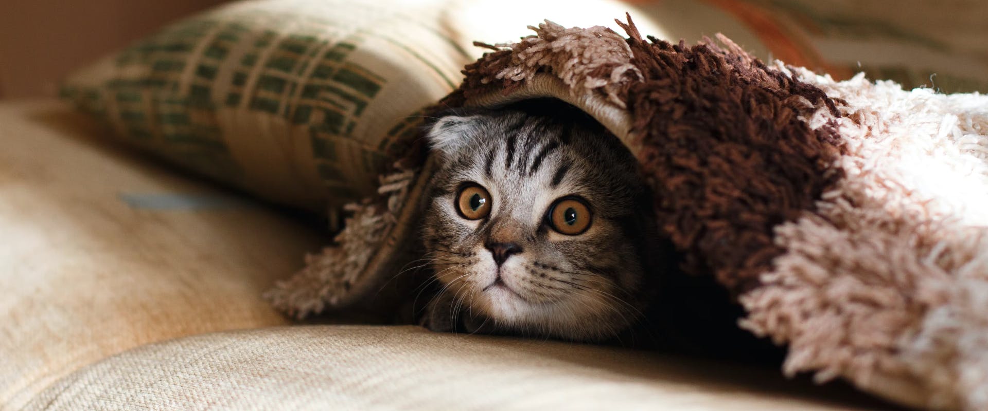 A kitten hiding under a blanket
