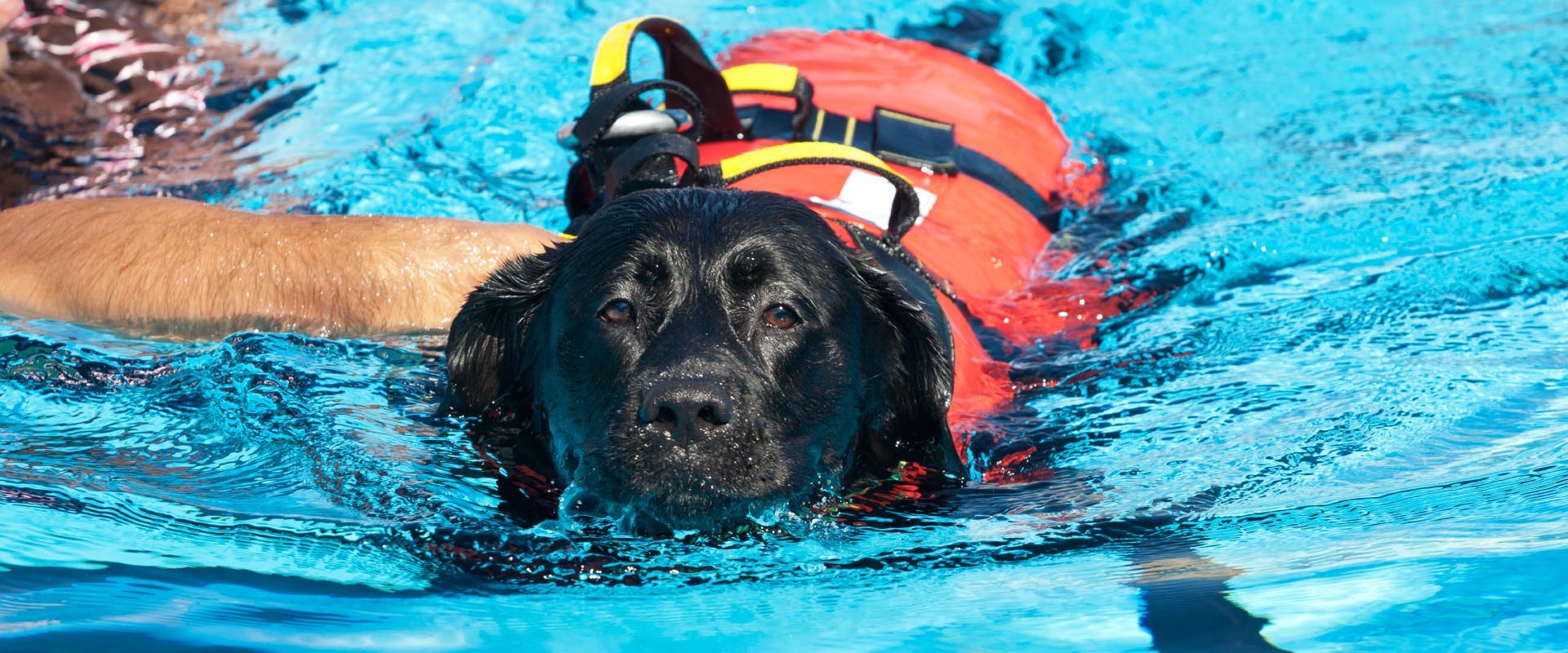 A black Labrador wearing a dog life vest in a swimming pool  