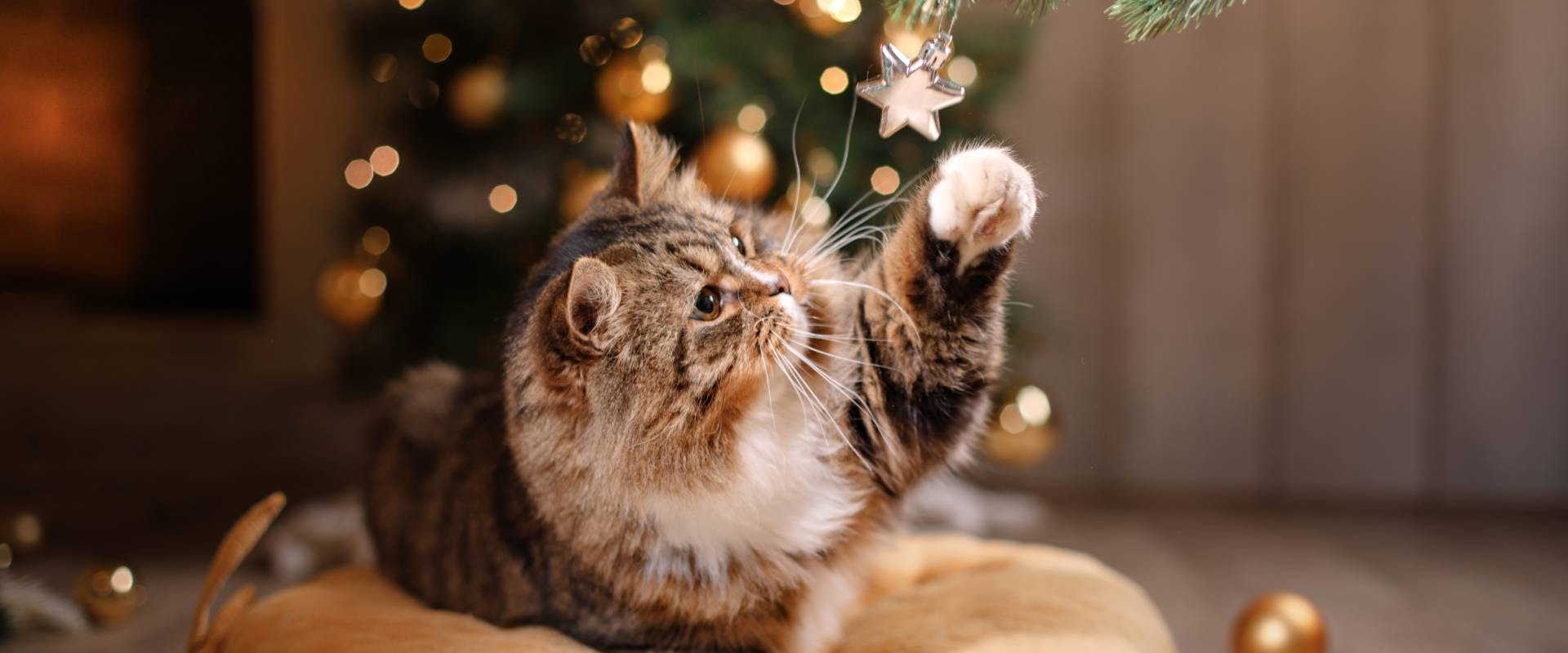 long haired tabby cat pawing at a Christmas tree ornament dangling from a branch