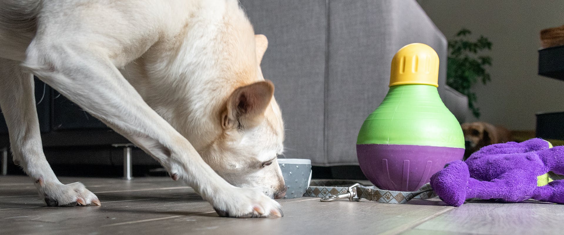 A dog eating treats dispensed from an anxiety toy for dogs
