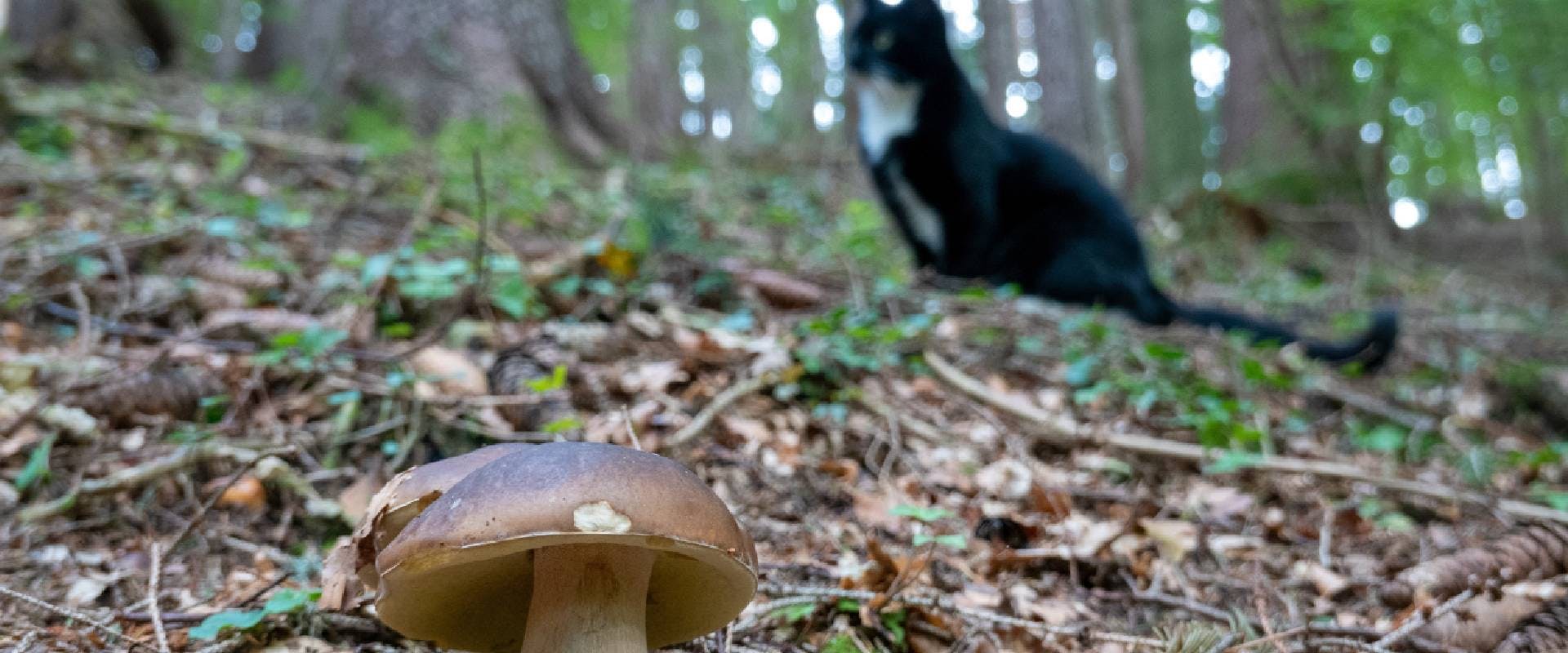 Porcini in the forest with a black cat 