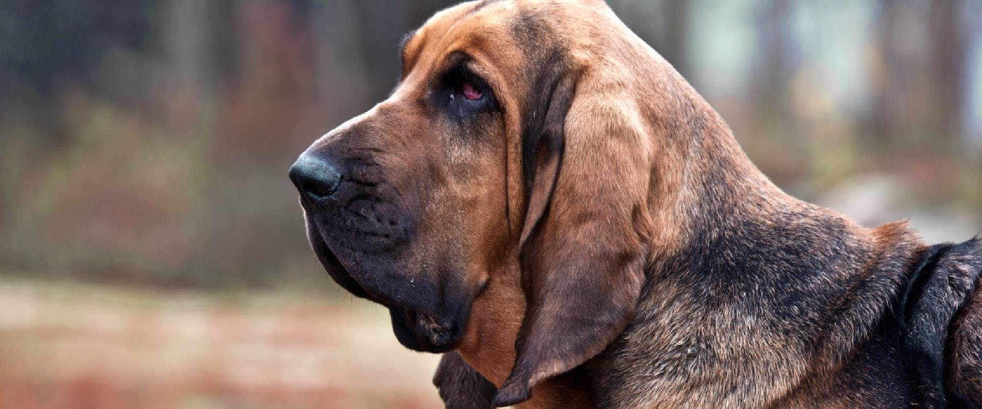Bloodhound - a descendent of the Talbot Water Dog