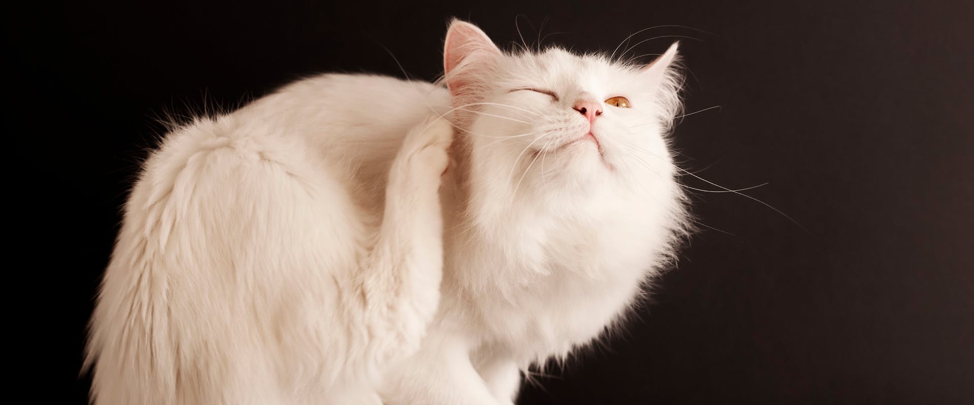 long haired white domestic cat scratching its ear
