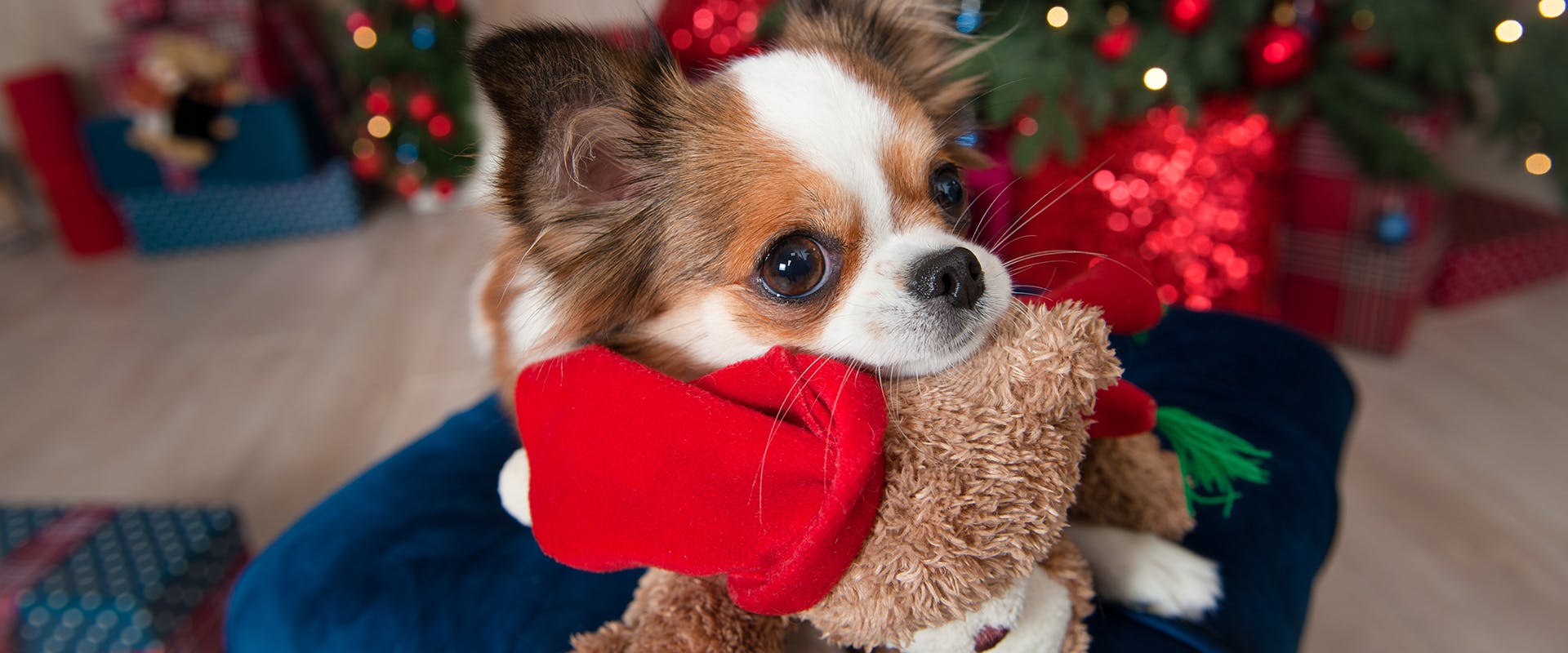 A small dog standing next to a Christmas tree, a fluffy toy hanging from its mouth