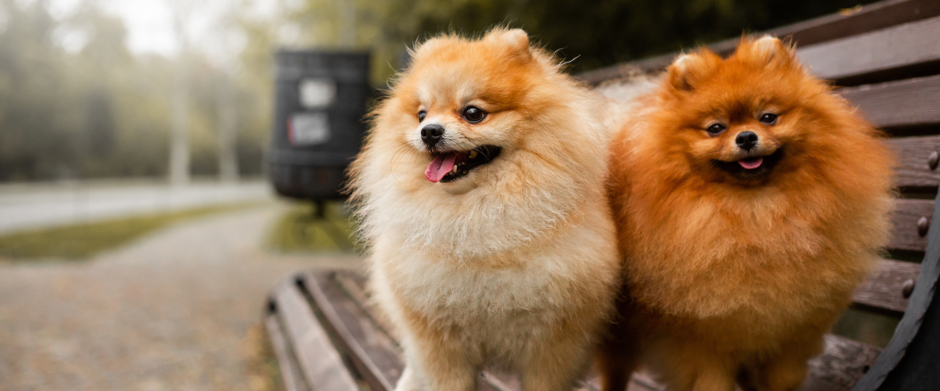 Two Pomeranian puppies sitting on a bench