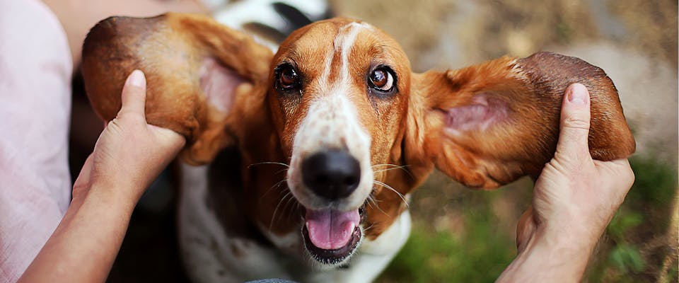 13 Dog Breeds With Floppy Ears TrustedHousesitters com