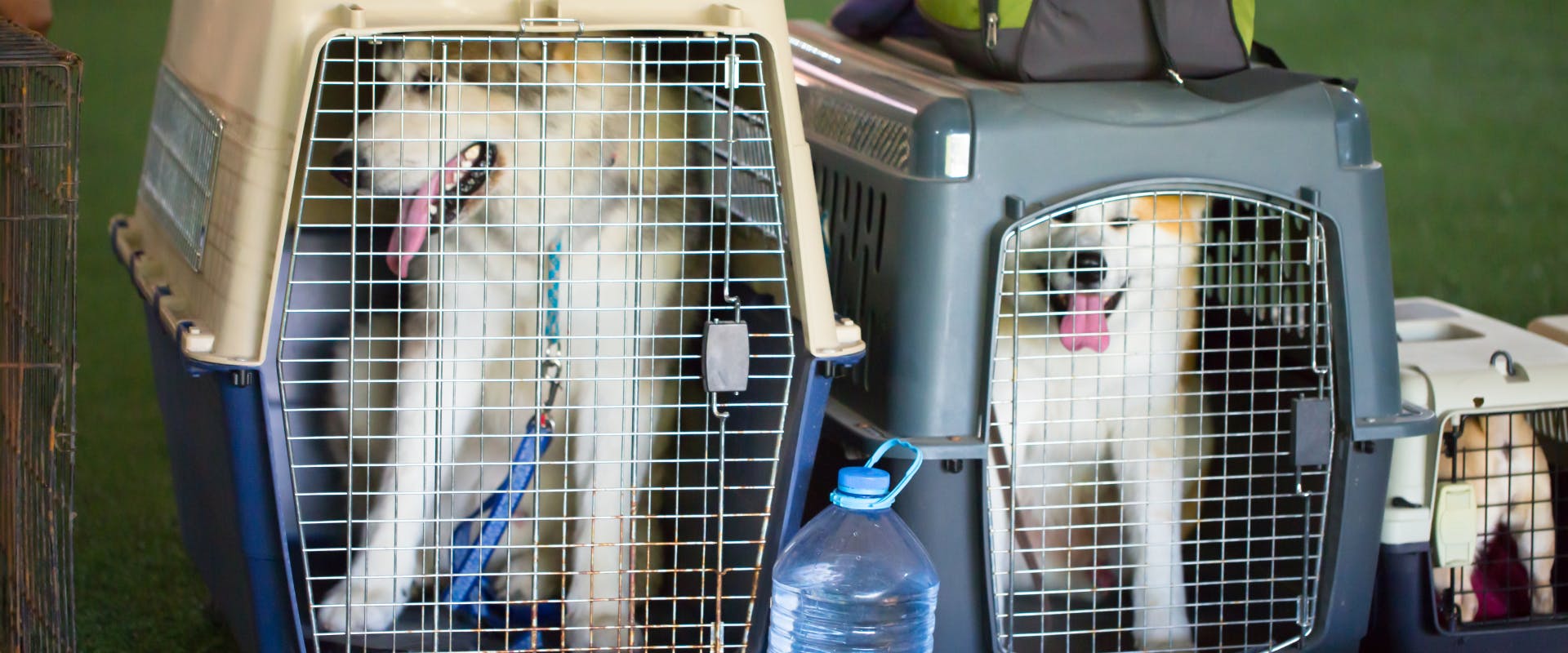 a large sized dog, a medium sized dog, and a small dog in each of their own dog travel kennels
