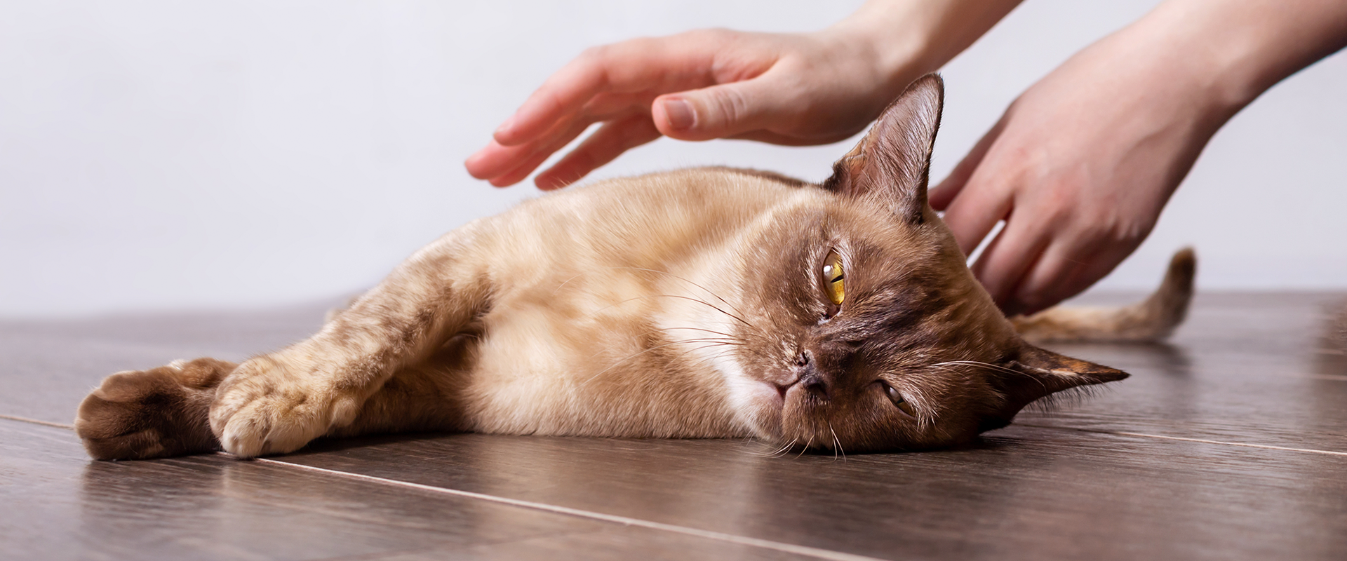 Burmese Cat Breed Guide | TrustedHousesitters.com