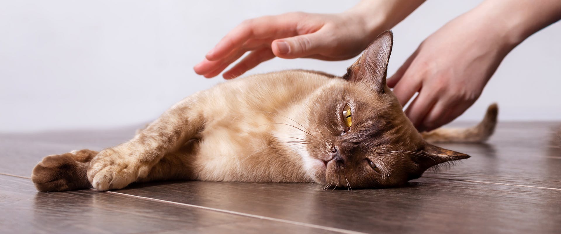 A burmese cat relaxing on the floor, a pair of hands coming down to stroke it