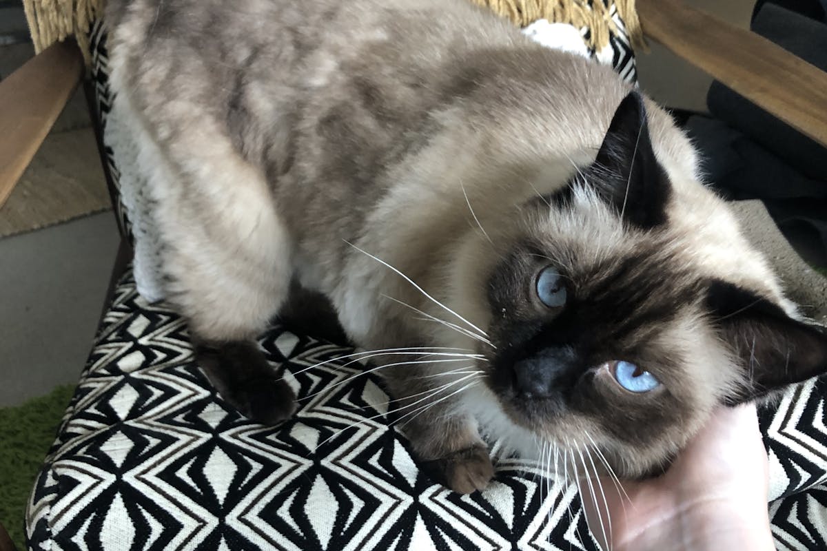 A ragdoll cat being stroked, sitting on a chair