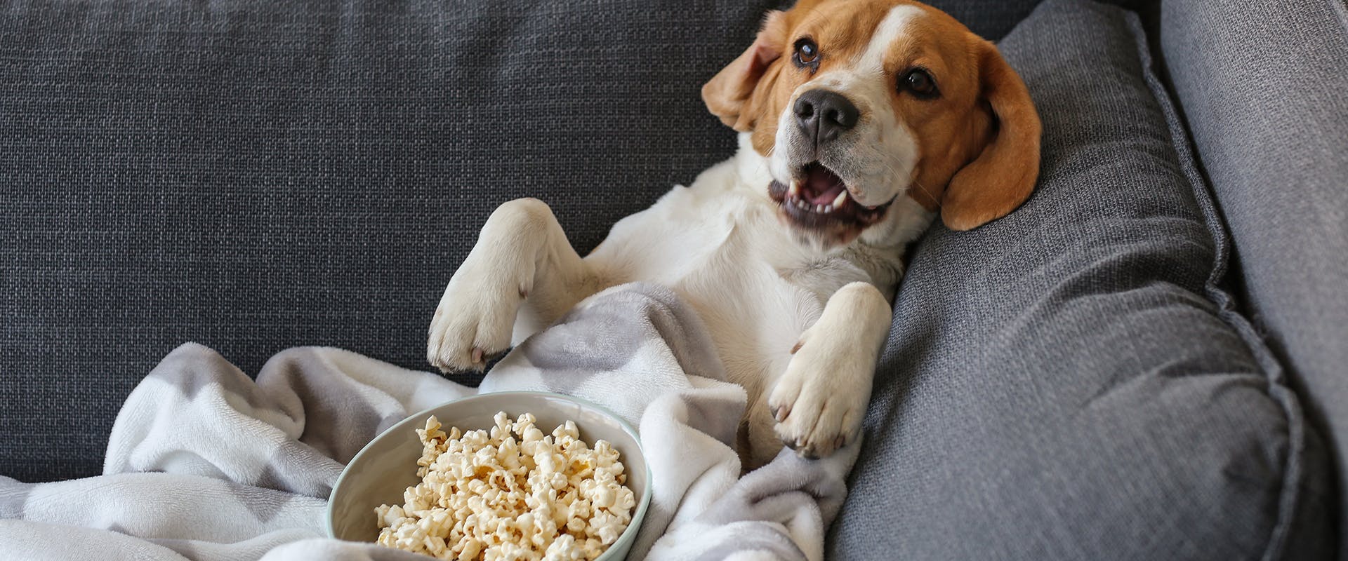 A dog leaning back on a sofa next to a bowl of popcorn
