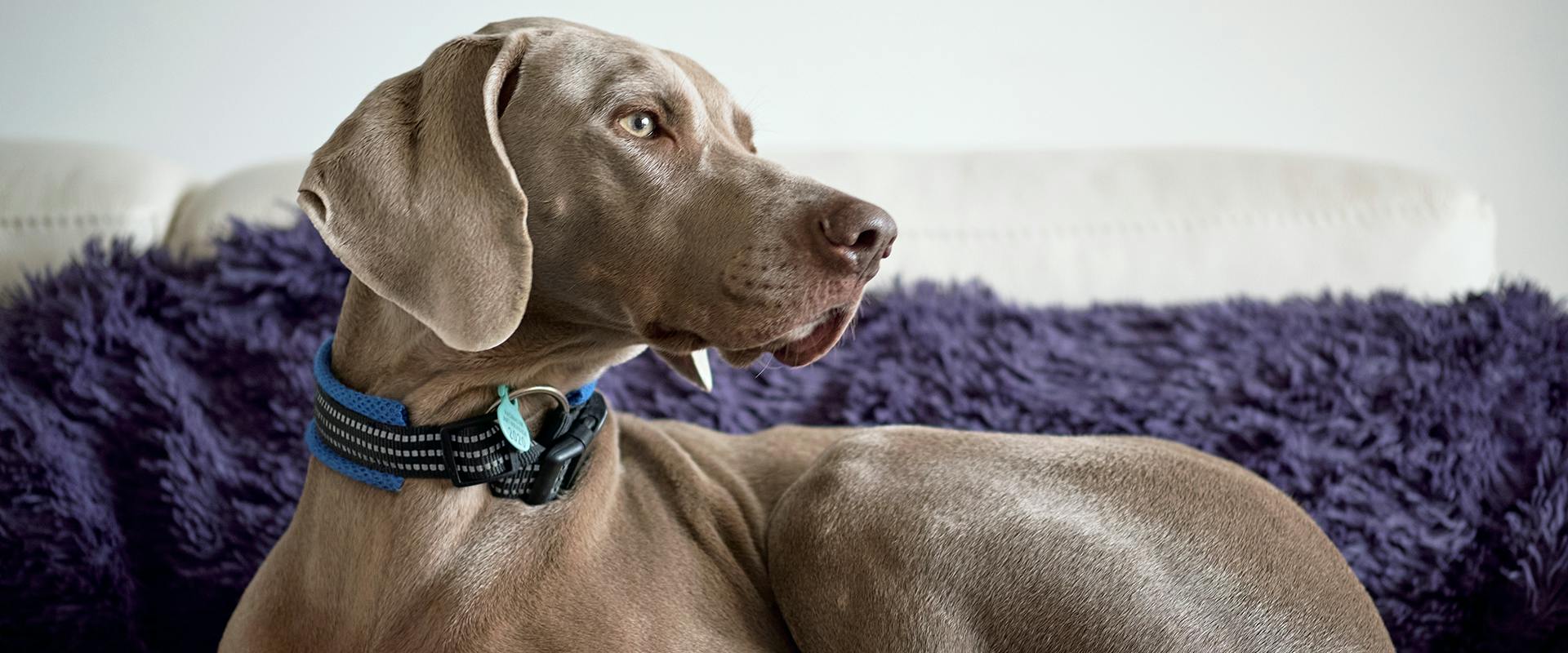 Floppy Ear Dog Breeds