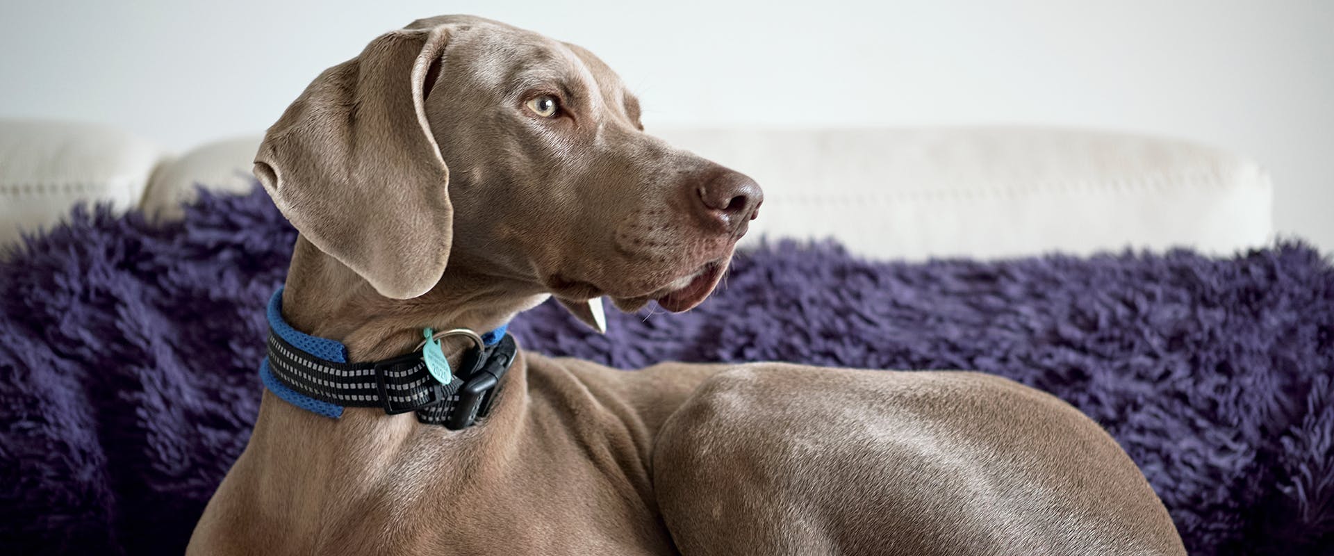 A Weimaraner with floppy ears looking off to the side