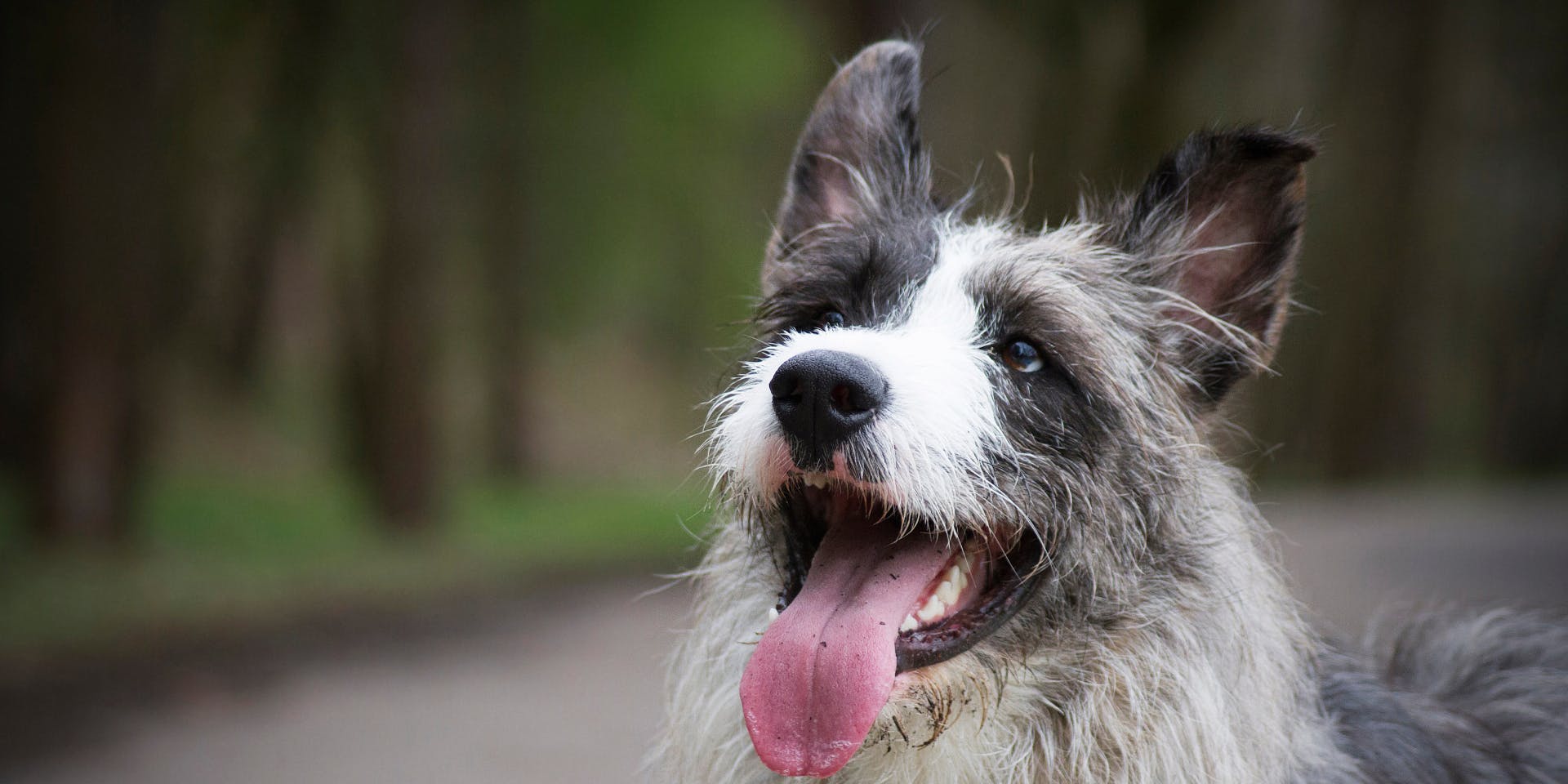 A bearded collie with a blue coat sticking its tongue out.