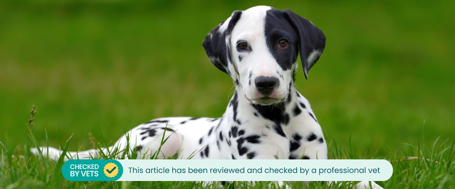A puppy lies in some grass.