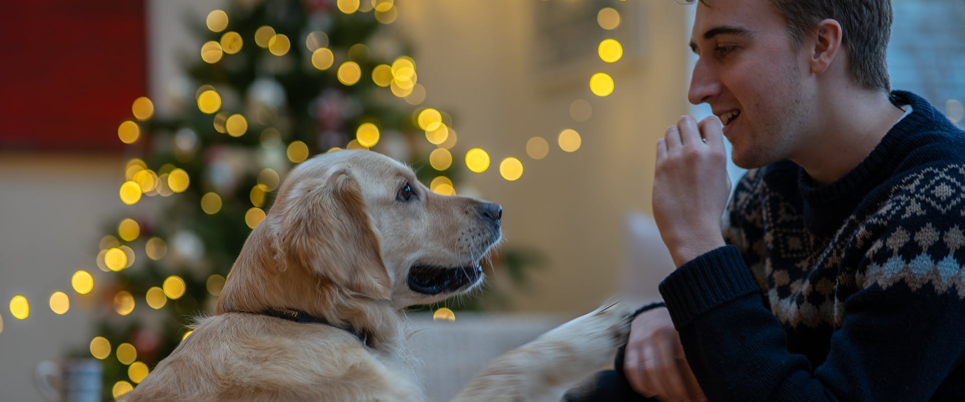 A man holding up a treat for a dog who is doing a 'paw trick'; a brightly lit Christmas tree in the background