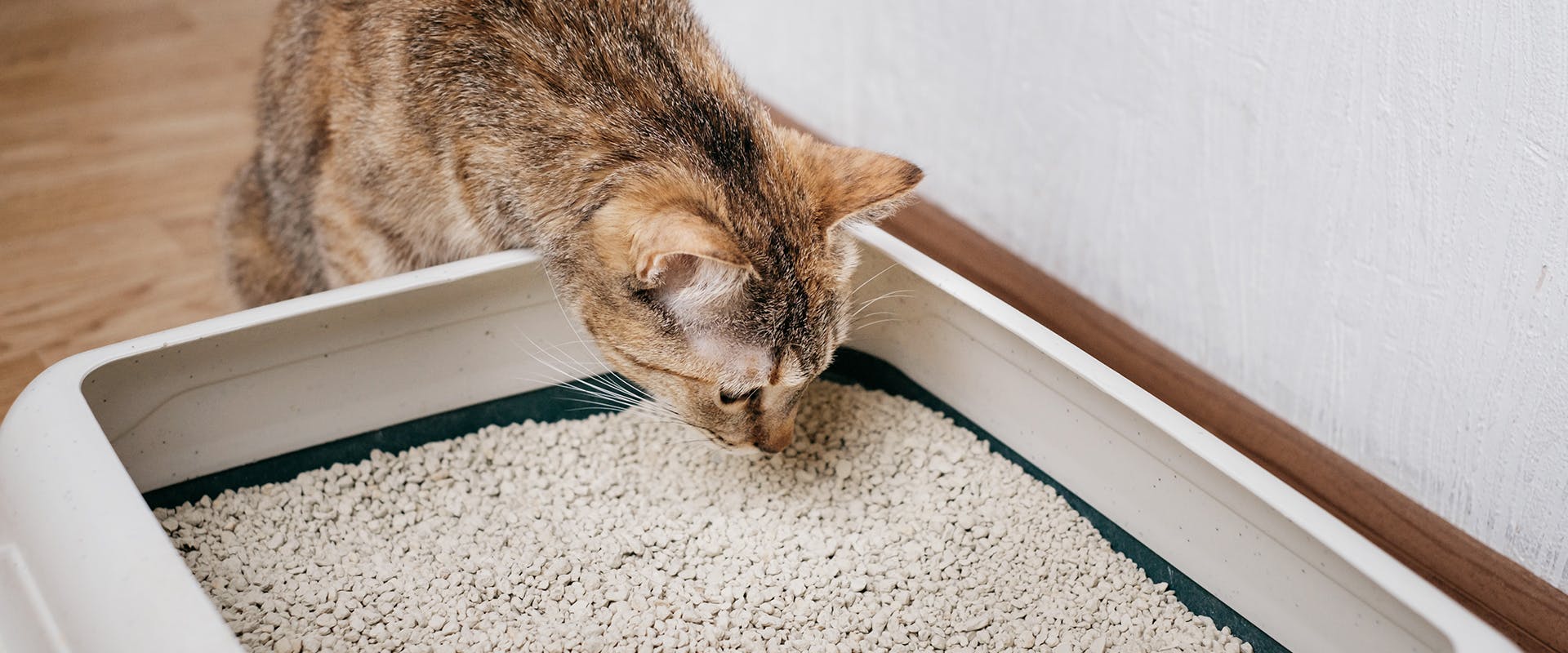A cat sniffing at their litter box