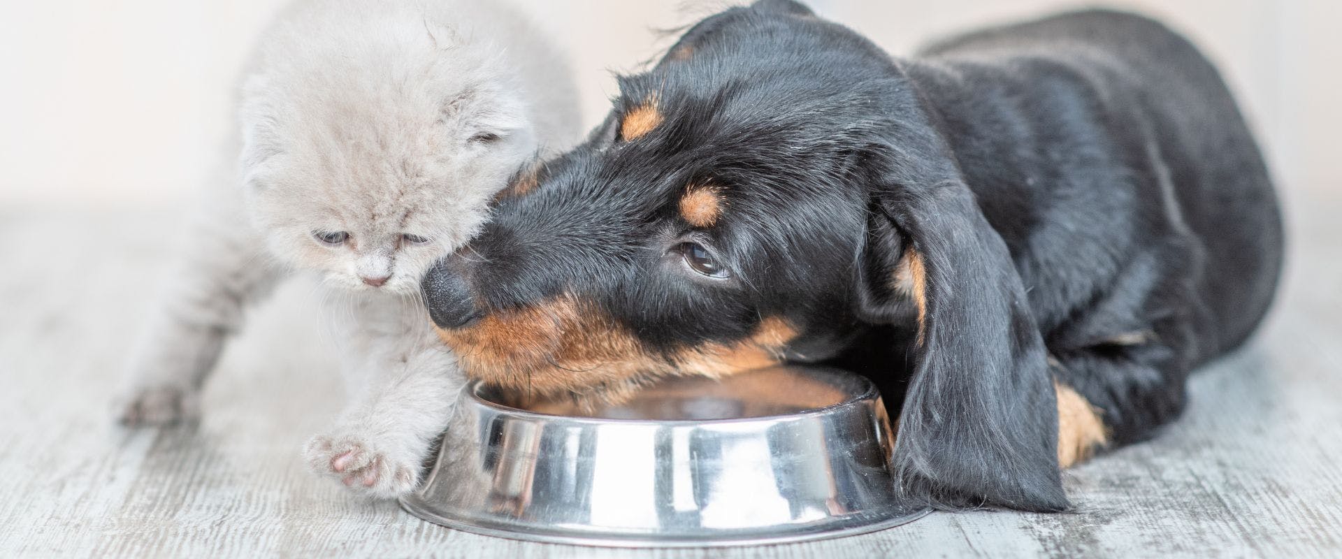 Dachshund puppy and baby kitten eat together from one bowl at home