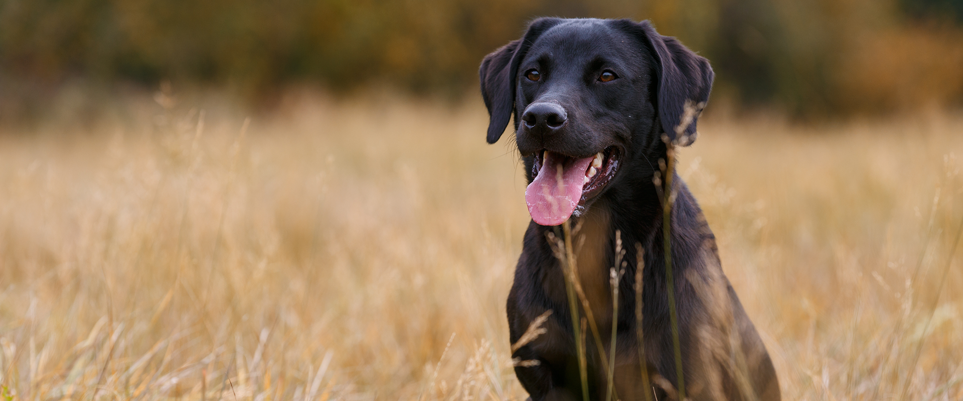101 Female Lab Names Meanings, 55 OFF