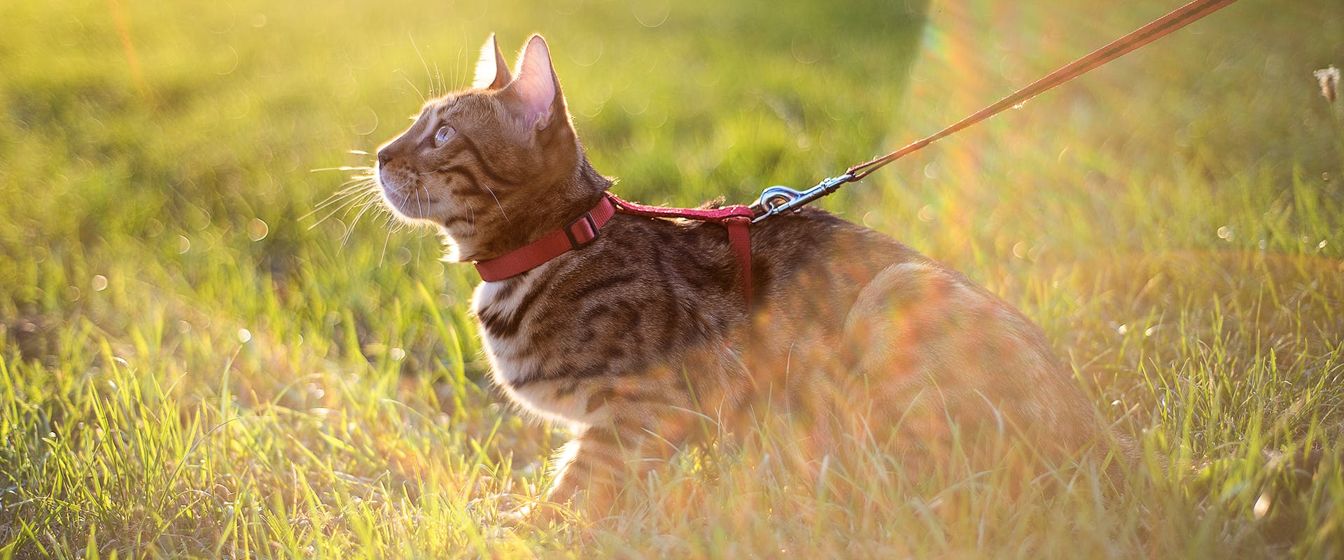 A cat standing in some grass looking up towards the sky, wearing a red cat harness and leash