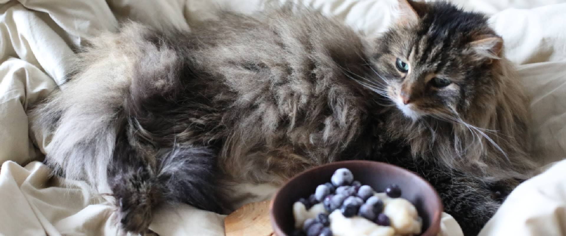 Large cat looking at a bowl of blueberries