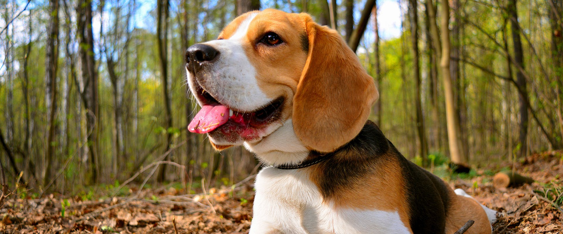 A Beagle sitting in the middle of a forest