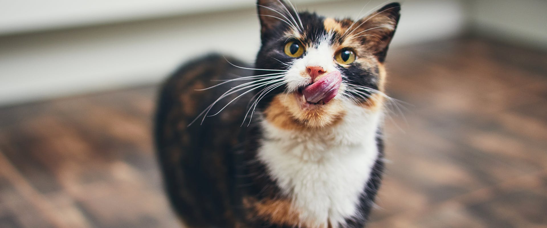 Tortoiseshell cat standing in a kitchen, licking its lips