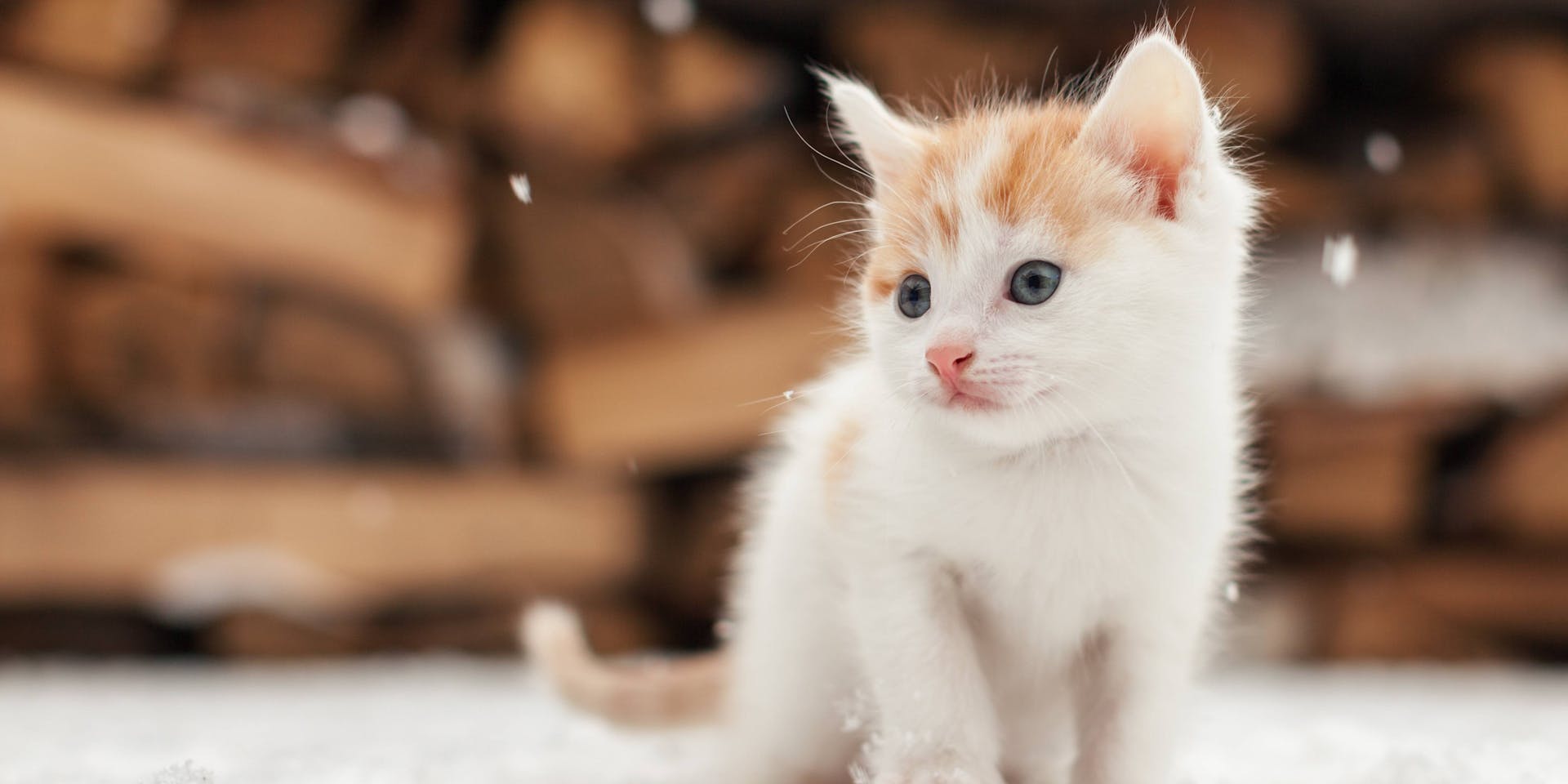 An orange and white kitten in the snow.