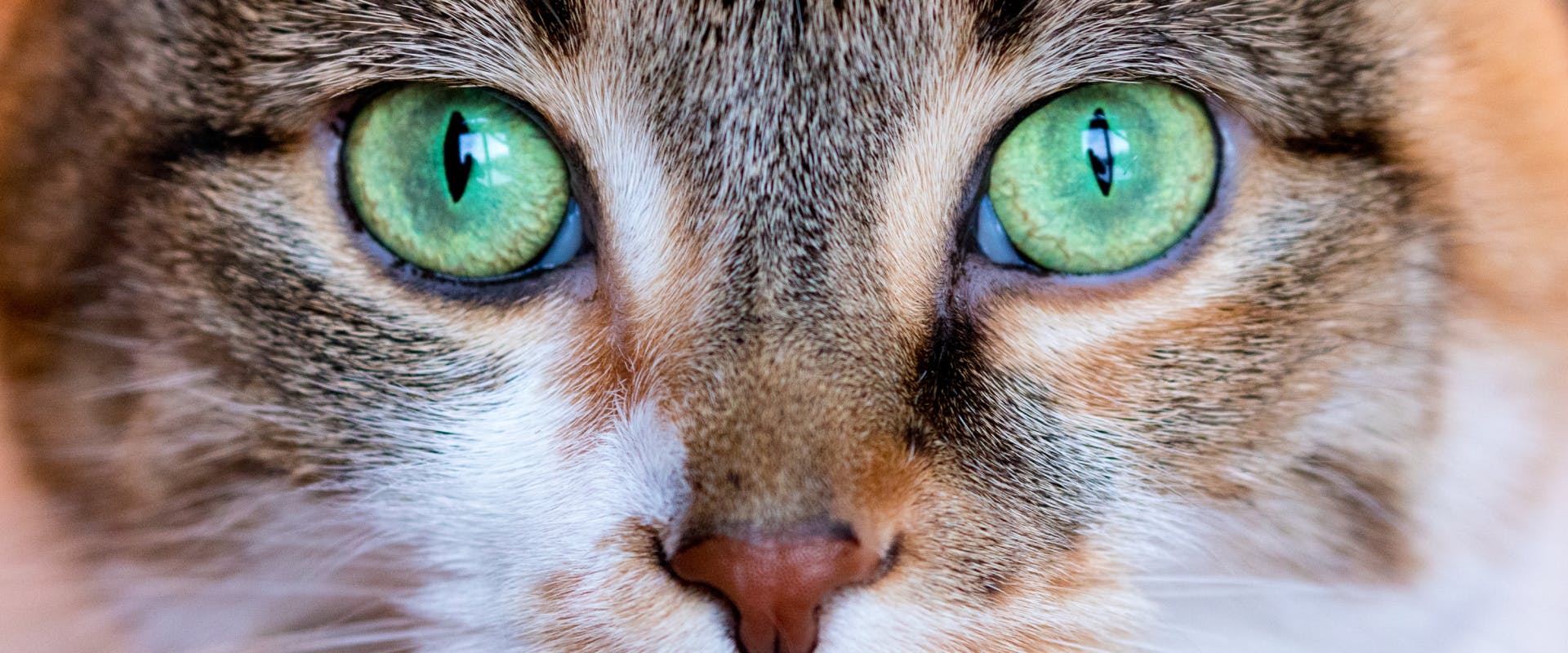 a white and brown tabby cat's face directly in front of the camera with large bright green eyes and no cat eye discharge