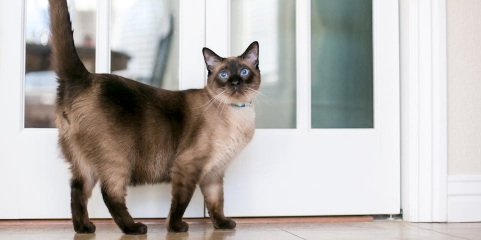 A siamese cat in front of a set of glass doors.