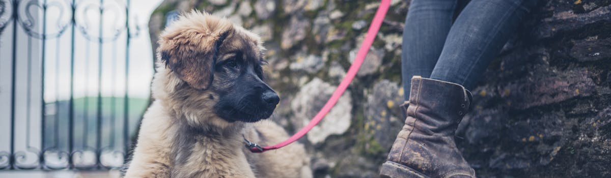 A puppy on a lead sitting at his owner's heel
