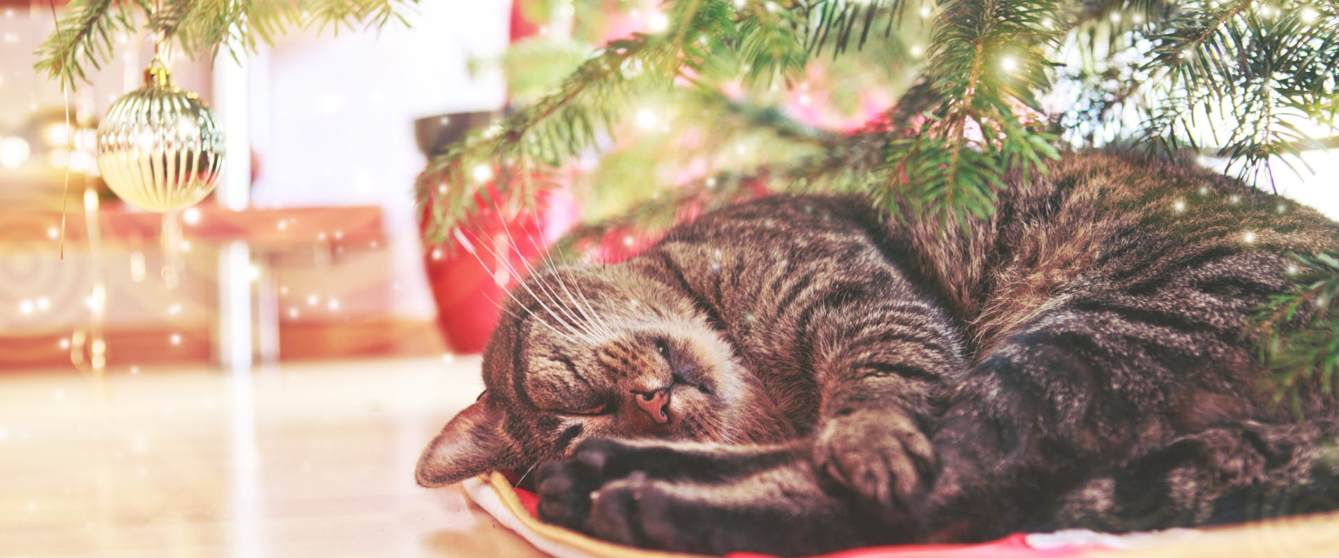 a tabby cat curled up asleep underneath a christmas tree