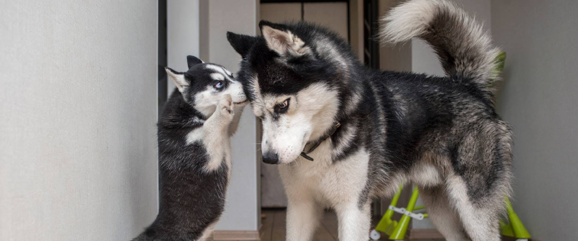 are huskies good attack dogs