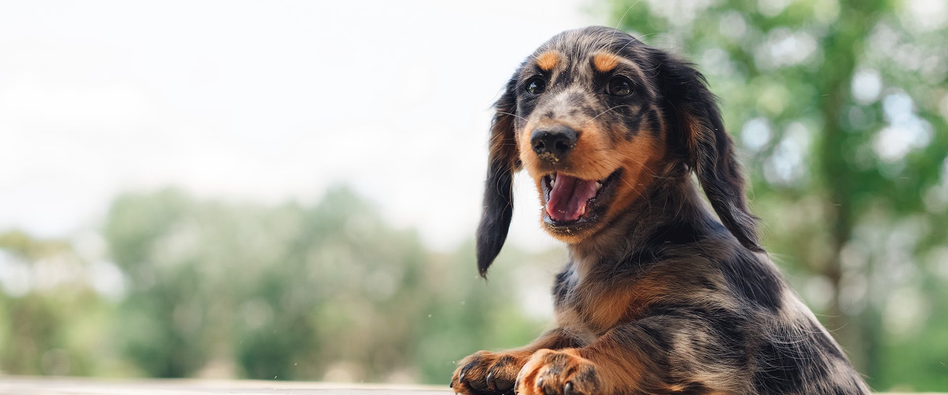 A happy looking Dachshund puppy standing outdoors, his paws resting on a bench table