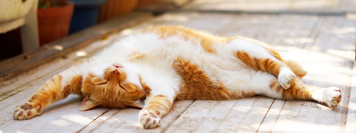 A ginger cat sleeping in the sun