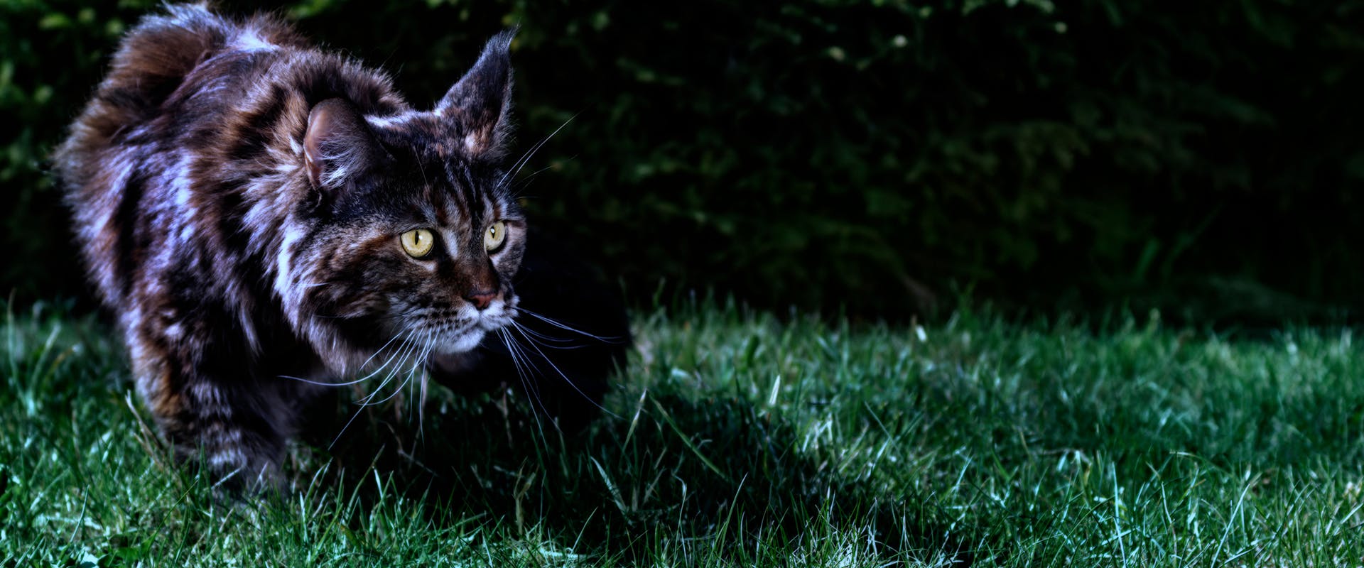 A cat prowling through grass at nighttime