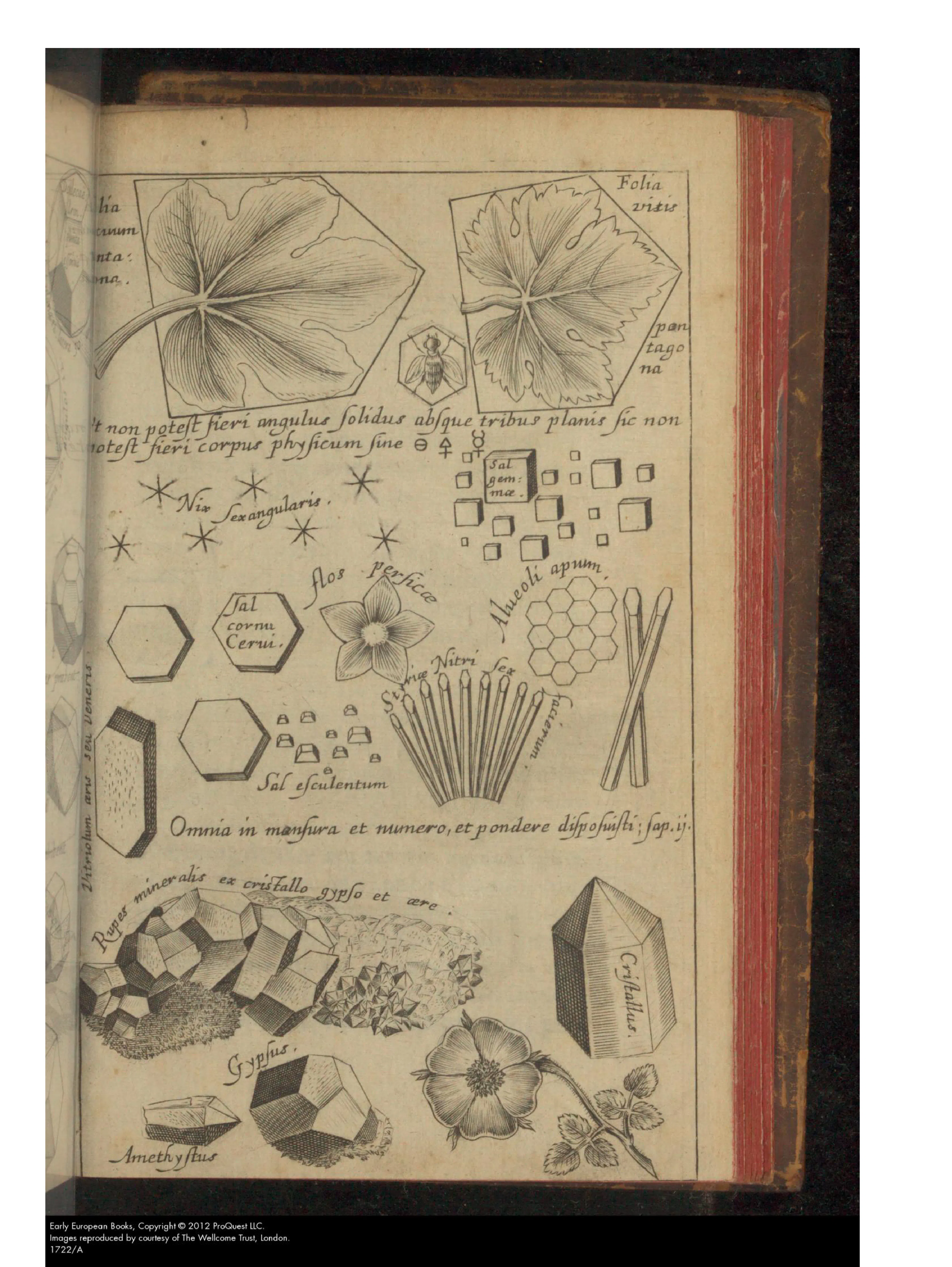The engraved plate makes that claim of invariance visible: six-angled snow, salts, honeycomb cells, crystals, leaves and flowers arrayed in recurring hexagonal, cubic and pentagonal schemes, with the printed Wisdom text "Omnia in mansura et numero, et pondere disposuisti" framing observed forms as signs of exemplary order.