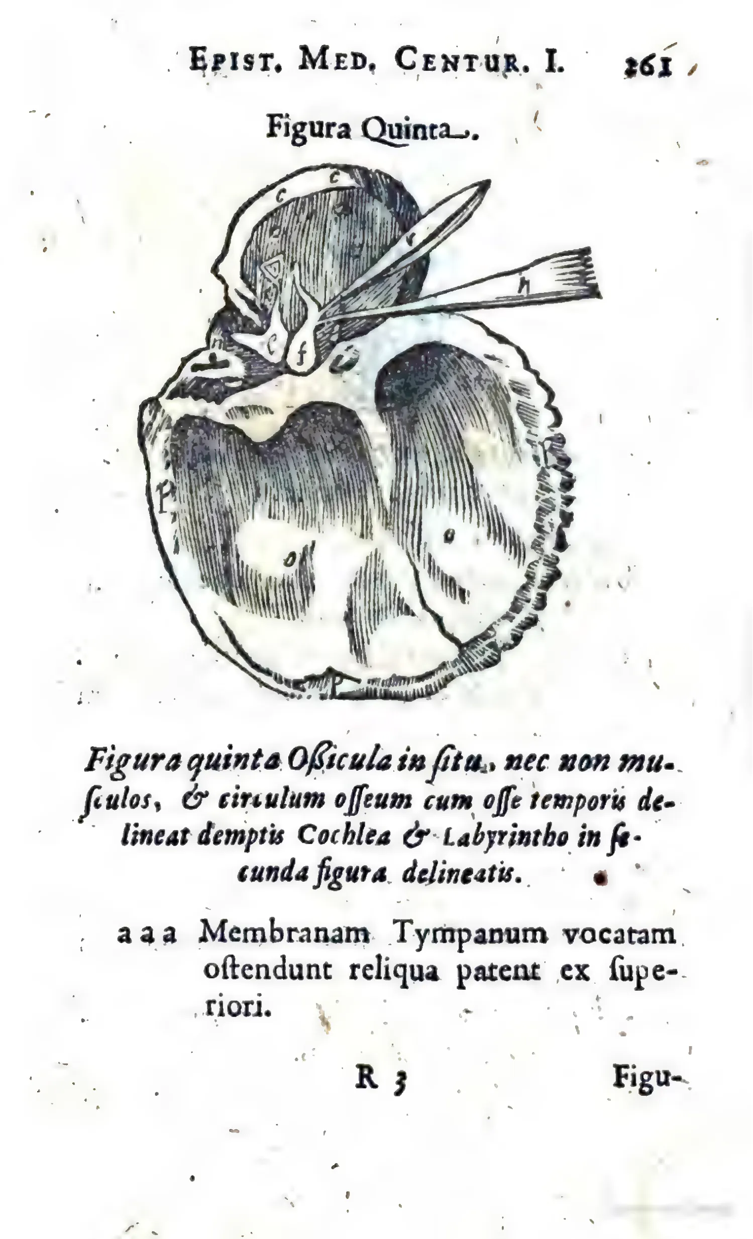 In "Figura Quinta," the ossicles are isolated in situ, the cochlea and labyrinth omitted to give a controlled view of tympanic membrane, malleus, incus, stapes, muscles, and bony ring. The legend's cross-reference to the preceding figure turns technique into argument: novelty becomes credible only when fixed to visible structures.