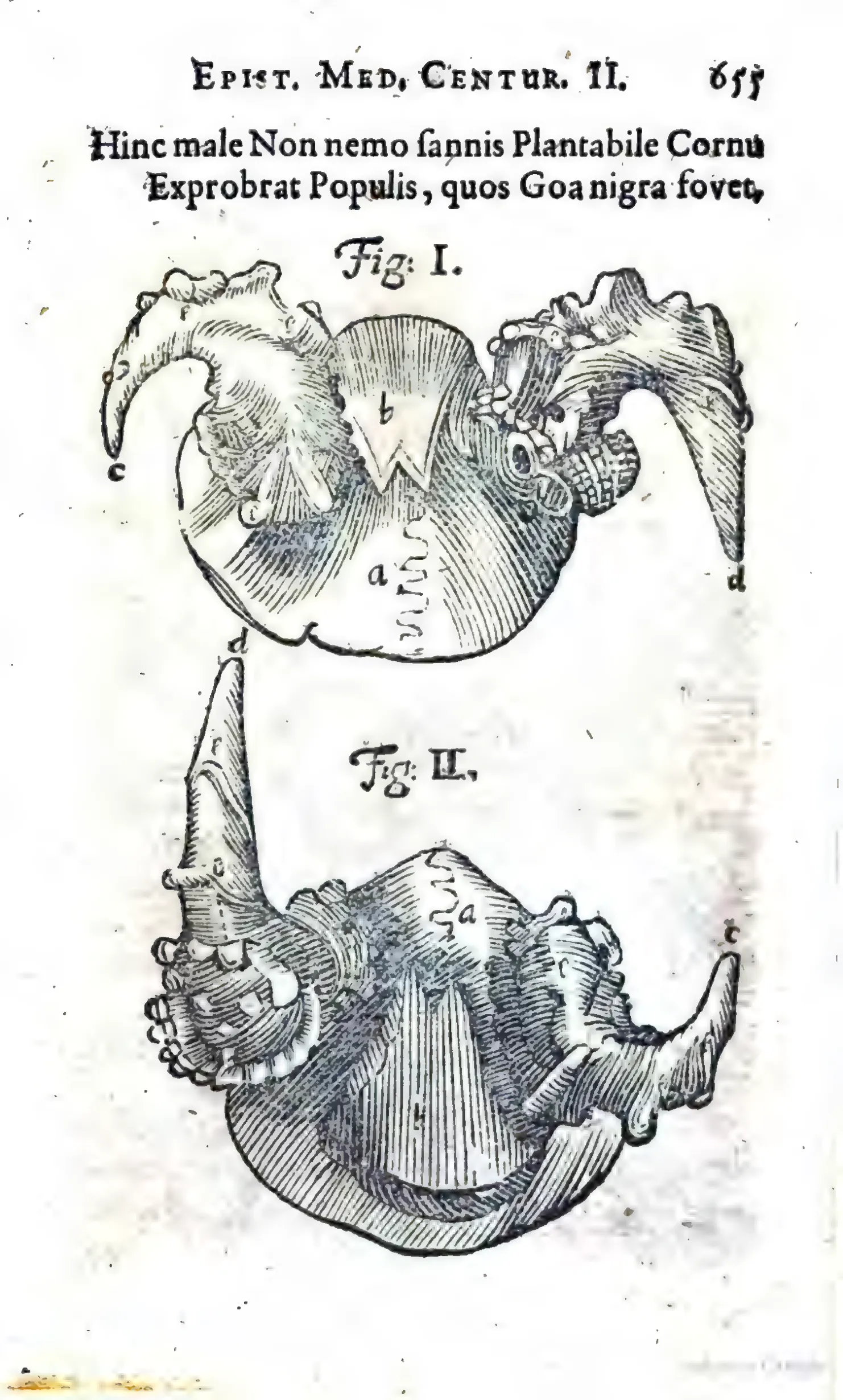 The lettered engravings of the narwhal jaw turn the celebrated unicorn's horn from an occult treasure of the materia medica into an inspectable fact: a single tooth projecting from a whale's jaw. The satirical couplet printed above them sharpens the correction, making mistaken reverence yield to a named specimen and repeatable observation.