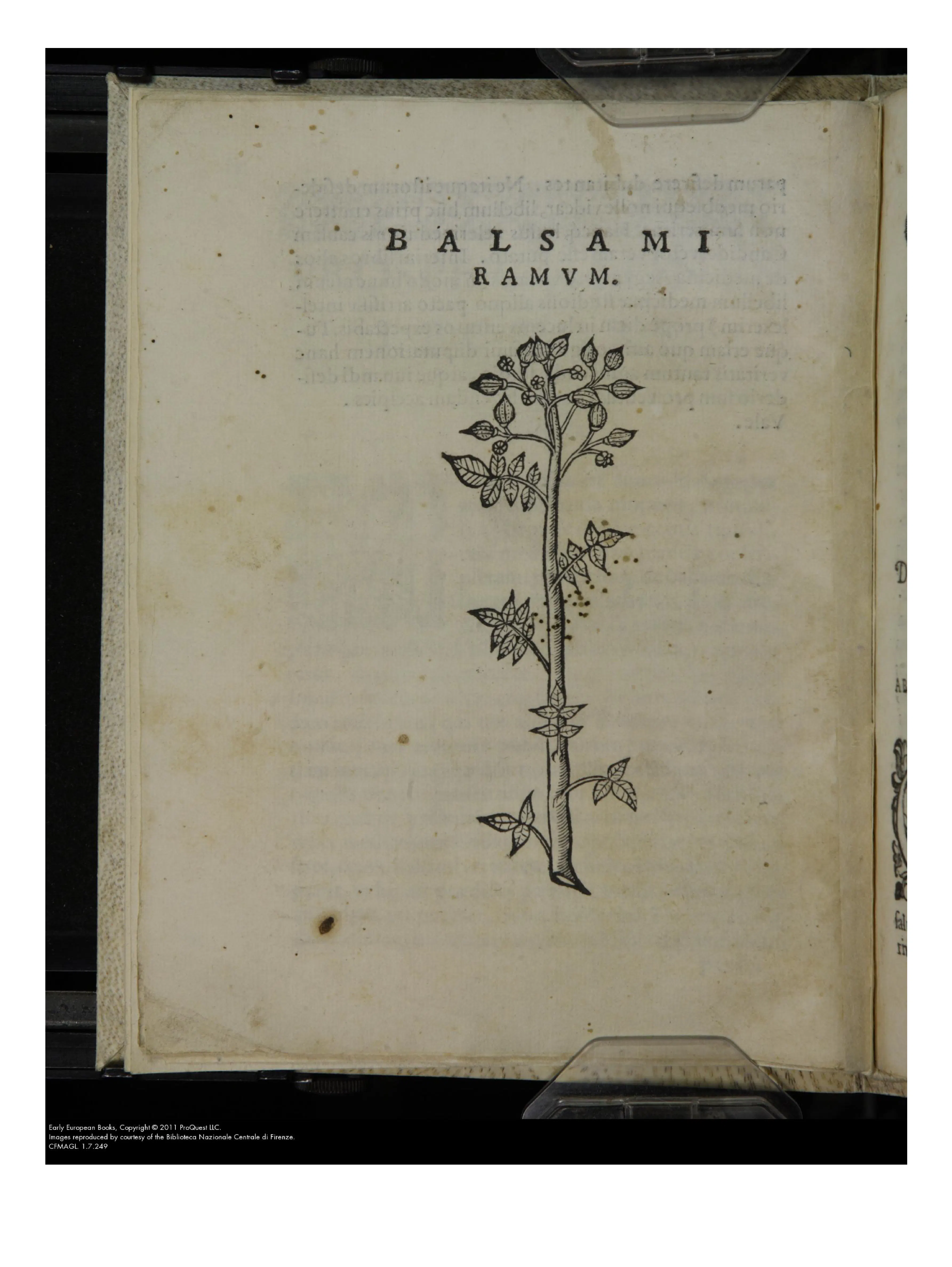 Captioned BALSAMI RAMVM, this balsam twig turns xylobalsamum — the wood and branch of Alpini's triad — into an object for inspection rather than a name inherited from authorities. As printed analogue to the branches, fruit, and juice he kept, it makes commercial identity a matter of material proof.