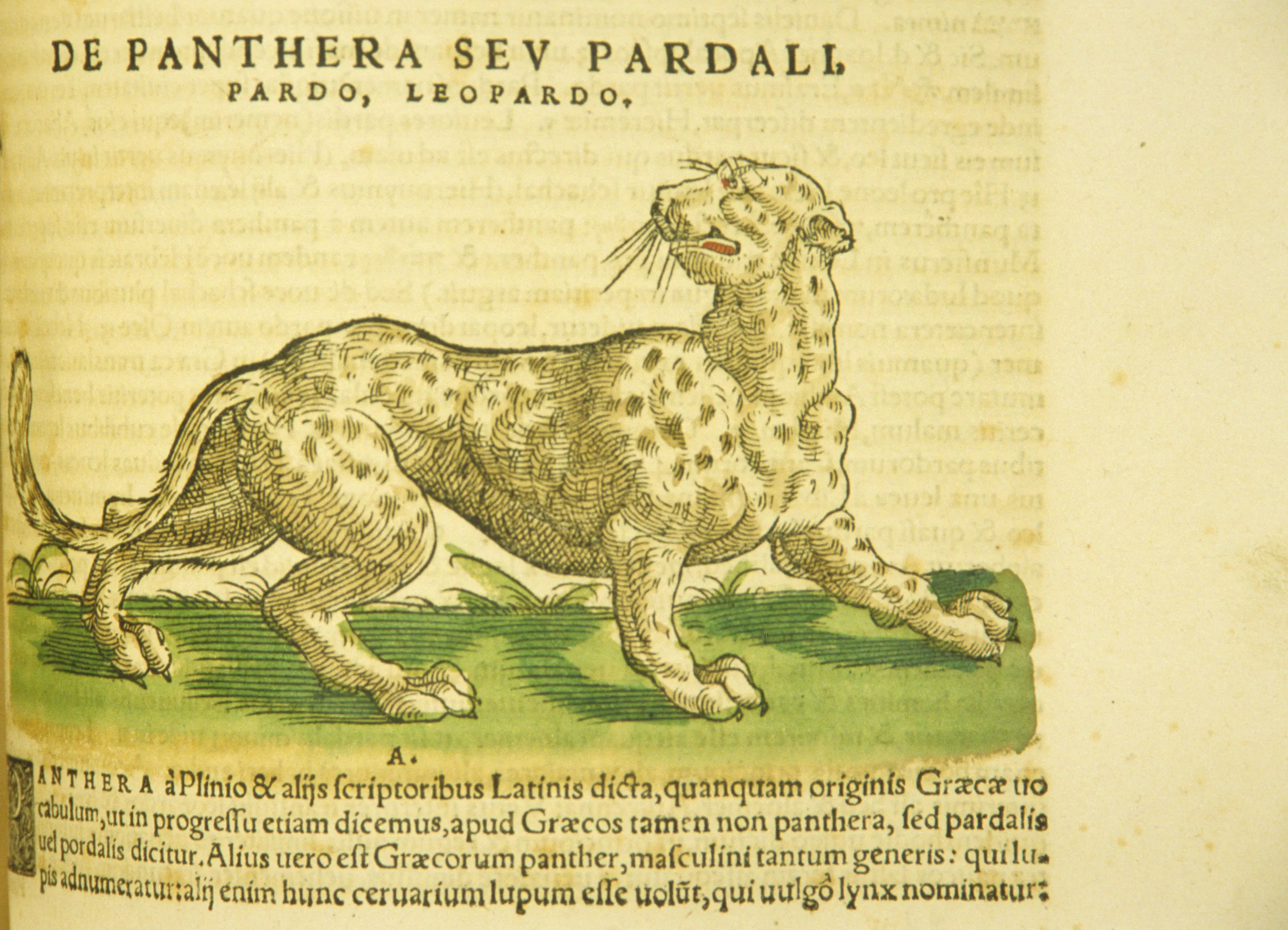 A page from a sixteenth-century Latin natural history treats the spotted cat under the overlapping names panthera, pardalis, pardo, and leopardo.