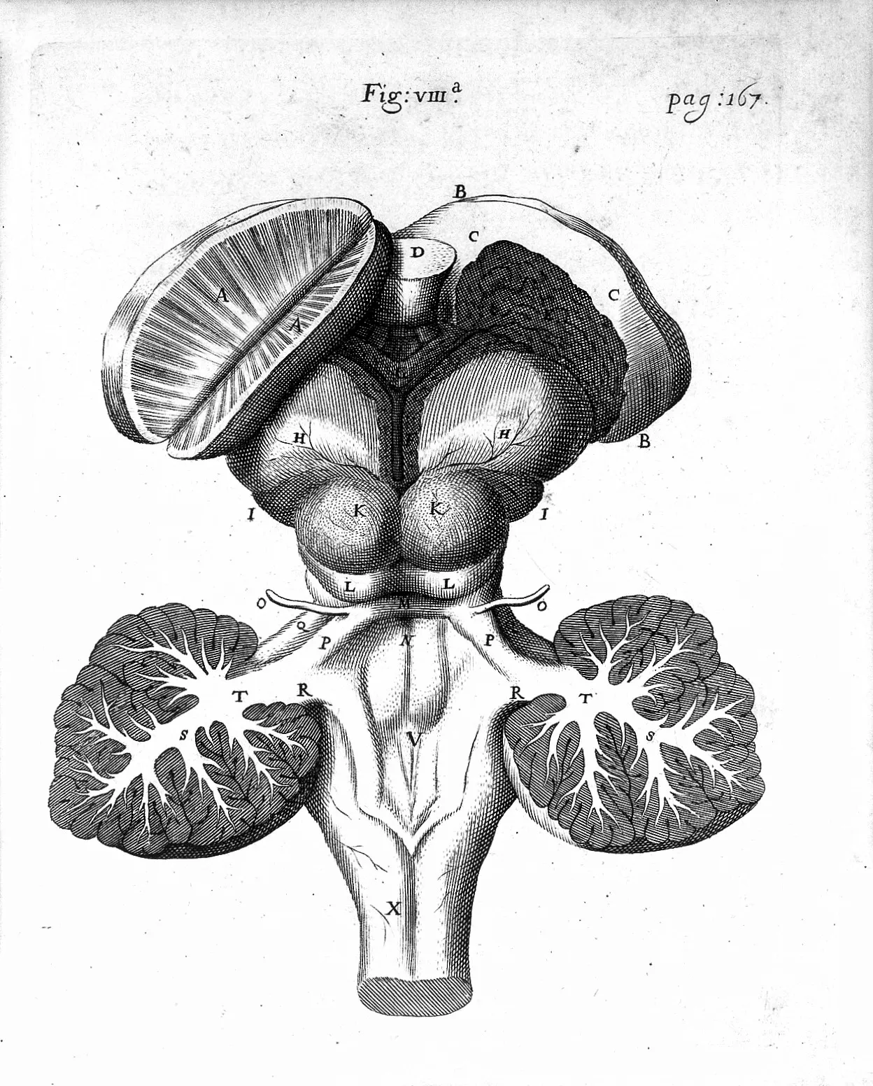A plate from Thomas Willis’s Cerebri anatome (1664) renders the brain as an anatomical system of vessels and nerves—the sort of contemporary neurological apparatus available for explaining trance, spirits, and cerebral disturbance. Set beside Bartholin’s treatment of Adam’s sleep, its precision underscores the choice at stake: preserving raptus divinus was not a lack of medical options, but a deliberate boundary drawn around miracle.