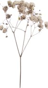 Rose - Flower Separator