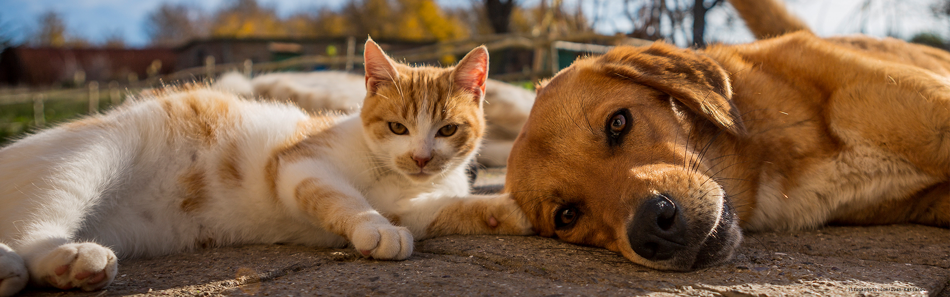 Für Den Tierschutz | TIERSCHUTZLIGA Stiftung Tier Und Natur