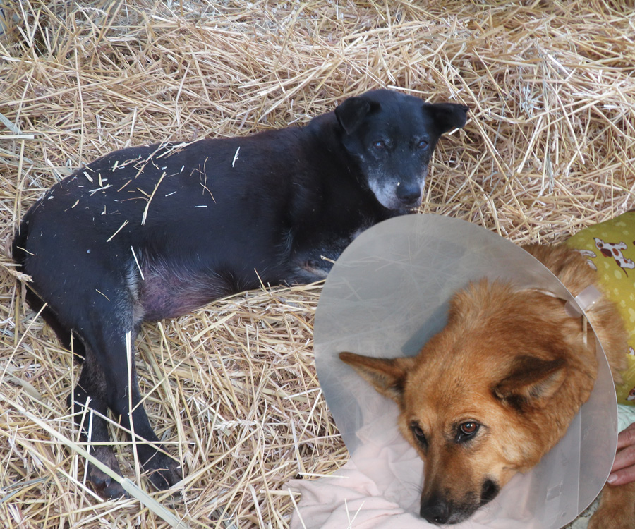 Für Den Tierschutz | TIERSCHUTZLIGA Stiftung Tier Und Natur